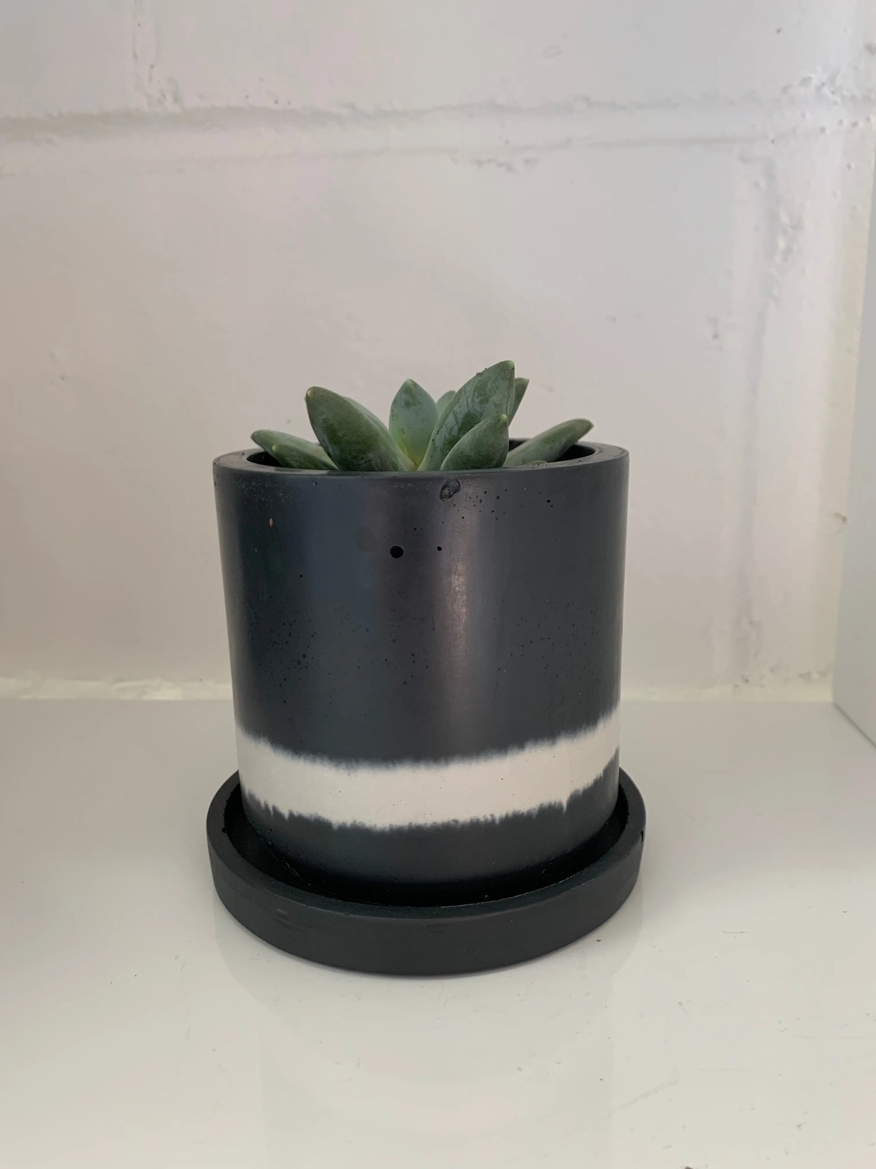 Cement Planter with plant