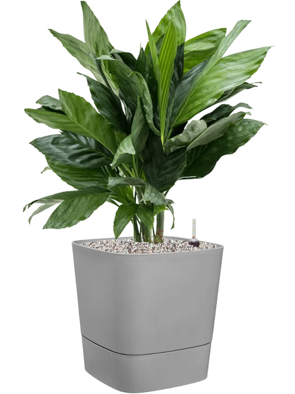 Chamaedorea metallica in Greensense Aqua Care Office Plant With Pot 77cm Height 28.5cm Dia