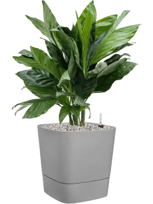 Chamaedorea metallica in Greensense Aqua Care Office Plant With Pot 77cm Height 28.5cm Dia