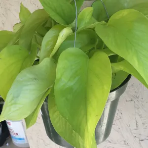 Pothos Neon