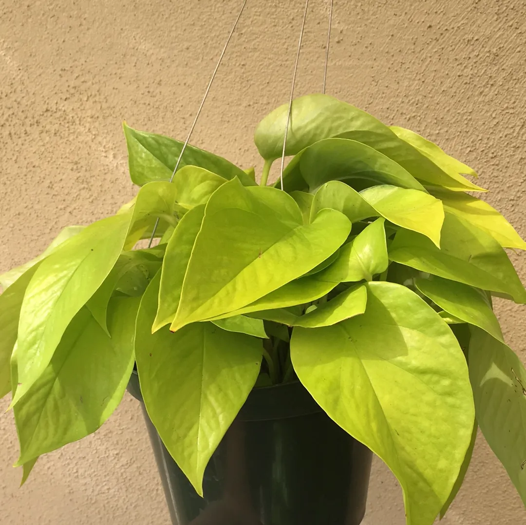 Pothos Neon