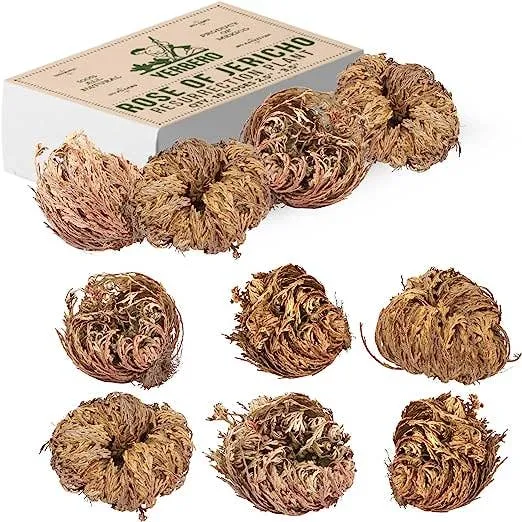 Rose of Jericho (10-pack)