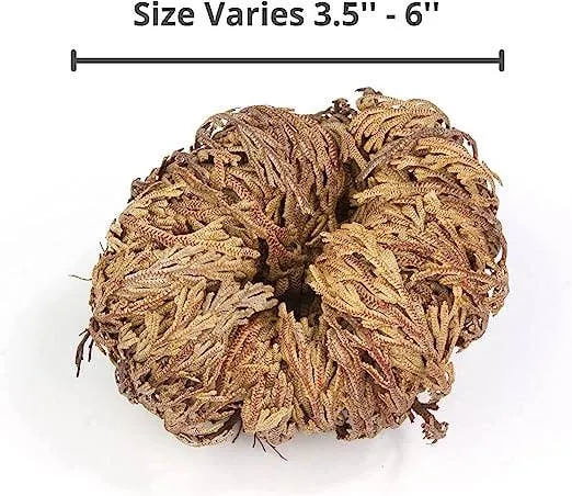 Rose of Jericho (10-pack)