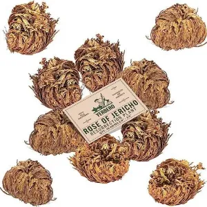 Rose of Jericho (10-pack)